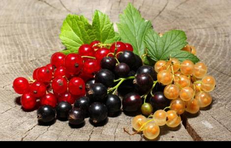 Ribizl: male bobice velike koristi